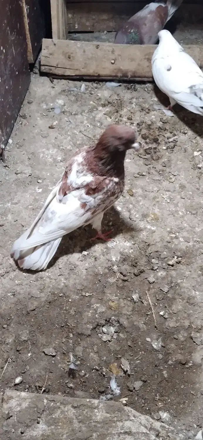 کبوتر کله نشان|پرنده|گرمی, |دیوار