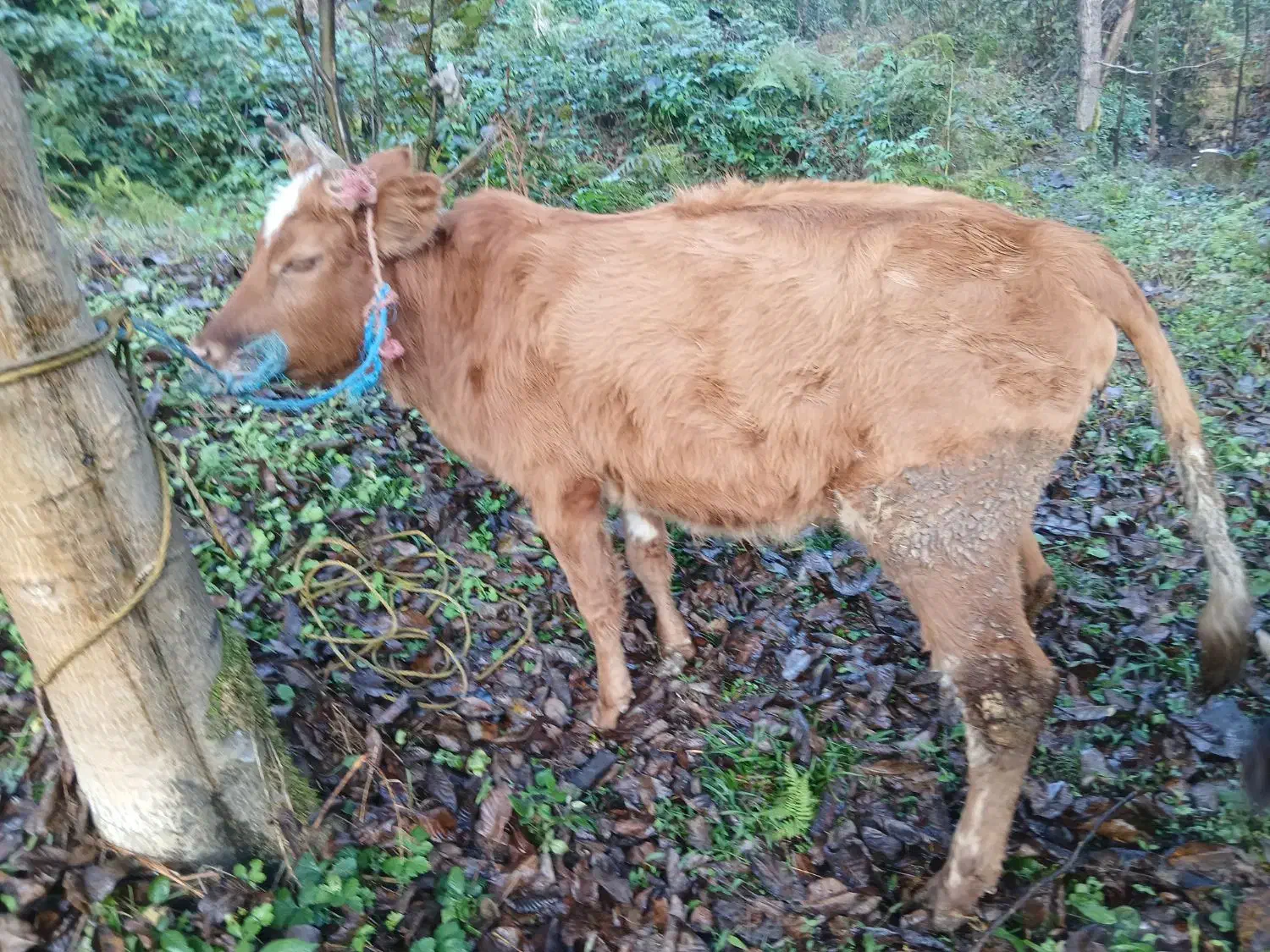 دو عدد لیشه محلی سالم|حیوانات مزرعه|احمدسرگوراب, |دیوار