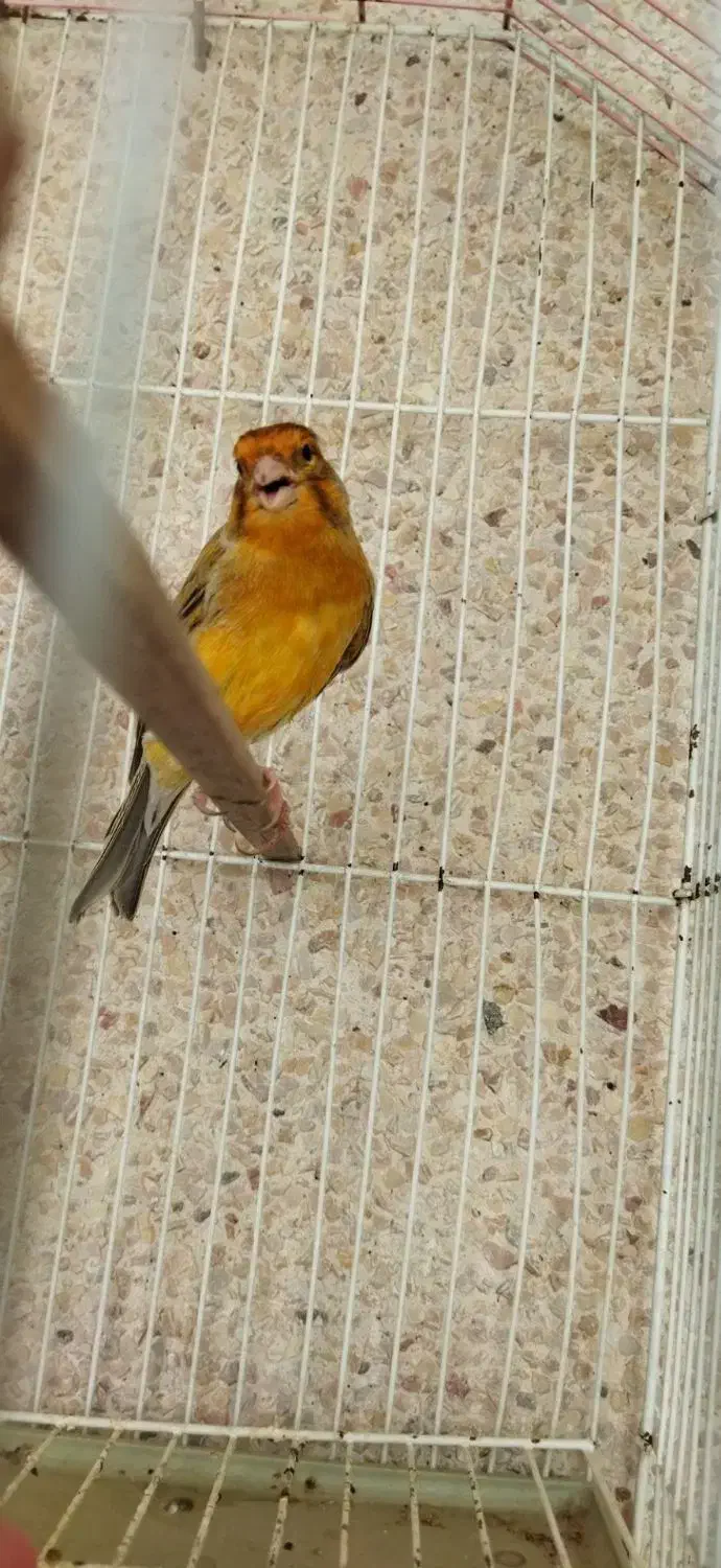 فروش تعدادی قناری|پرنده|کرمان, |دیوار