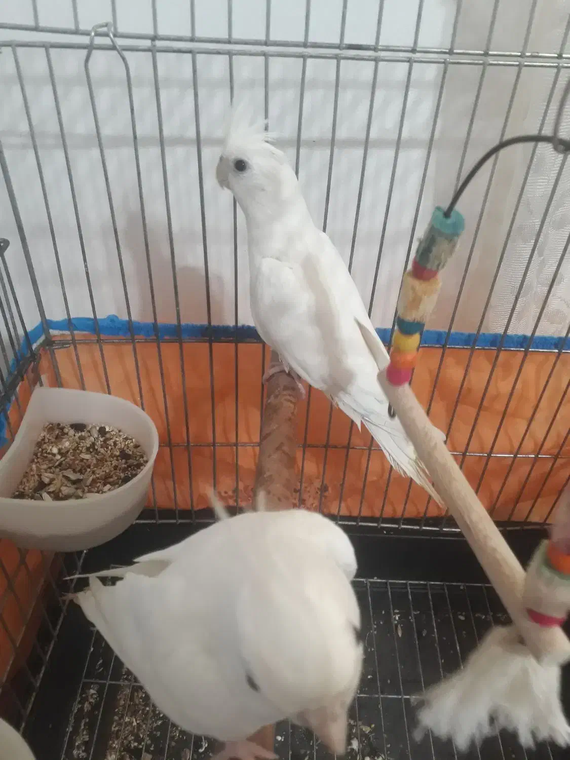 طوطی عروس البینو بدون لپ نر|پرنده|رشت, آب آسیاب|دیوار