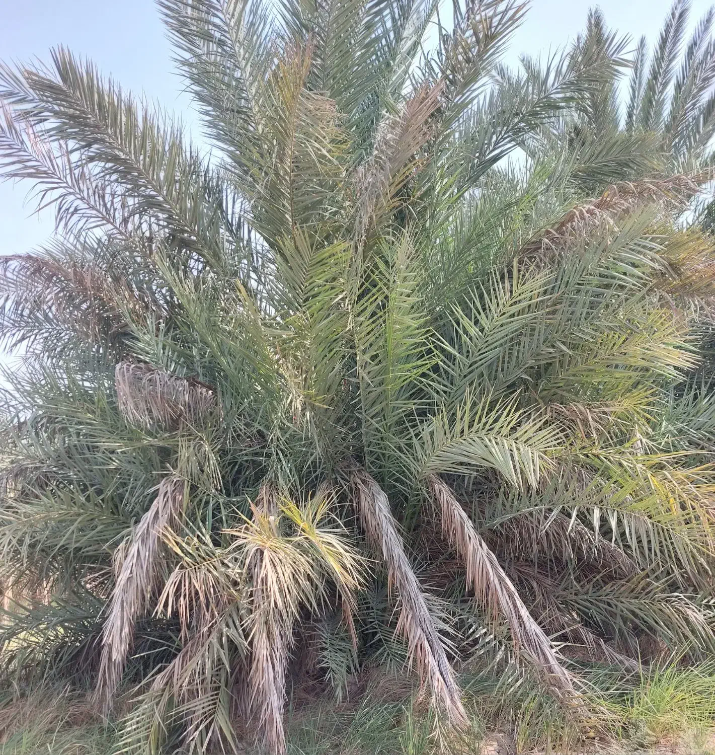 پاجوش نخل گنطار و سعمران|گل و گیاه طبیعی|چمران, |دیوار