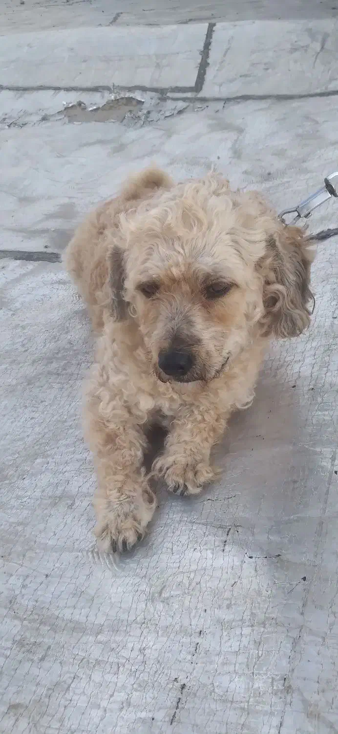 فروش فوری سگ نژاد پودل نر موفرفری|سگ|اردبیل, |دیوار