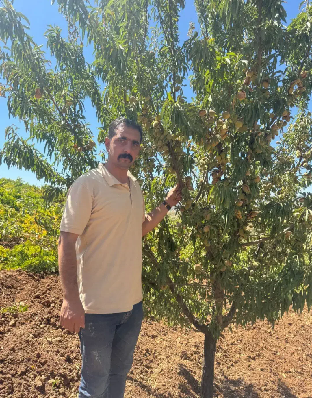 نهال بادام تونو و سوپرنوا|خدمات باغبانی و درختکاری|یاسوج, |دیوار