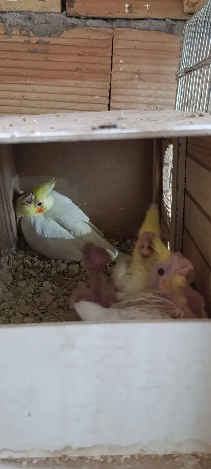 جوجه طوطی عروس لوتینو|پرنده|شوشتر, |دیوار