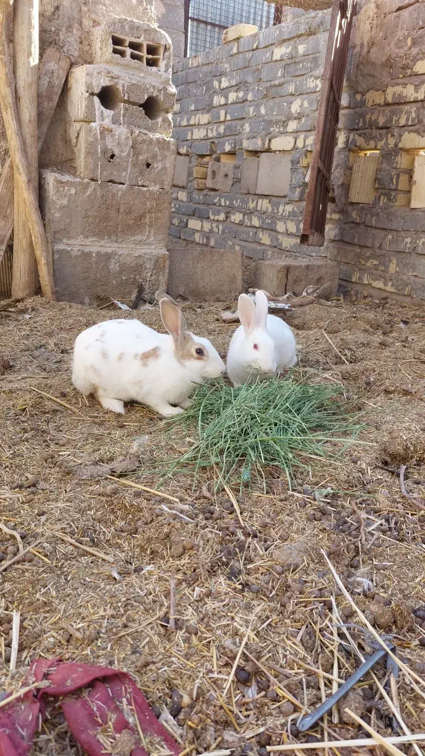 خرگوش ماده بافق|موش و خرگوش|بافق, |دیوار