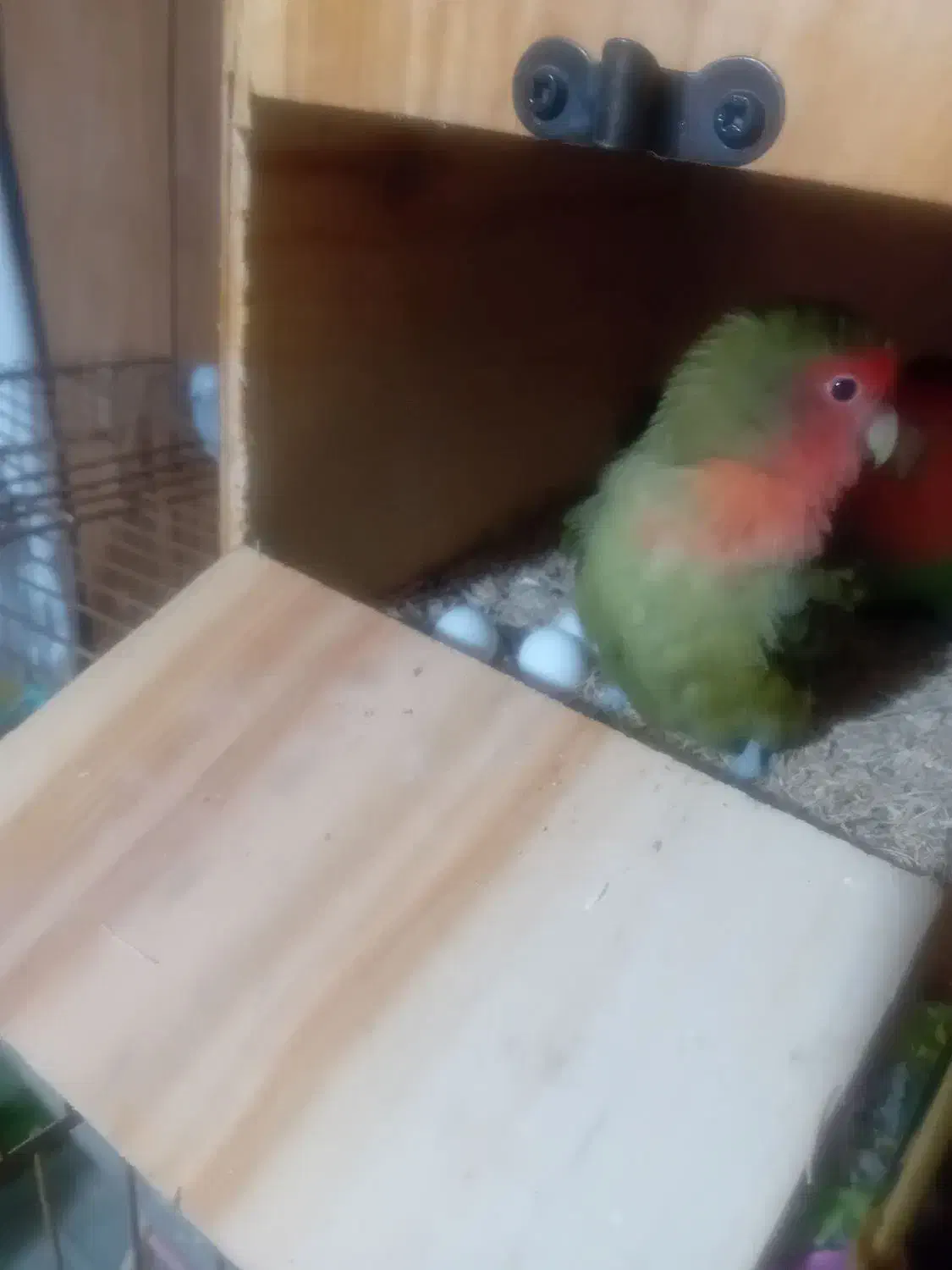 طوطی ملنگو و طوطی برزیلی و قفس و پایه|پرنده|بندرعباس, |دیوار