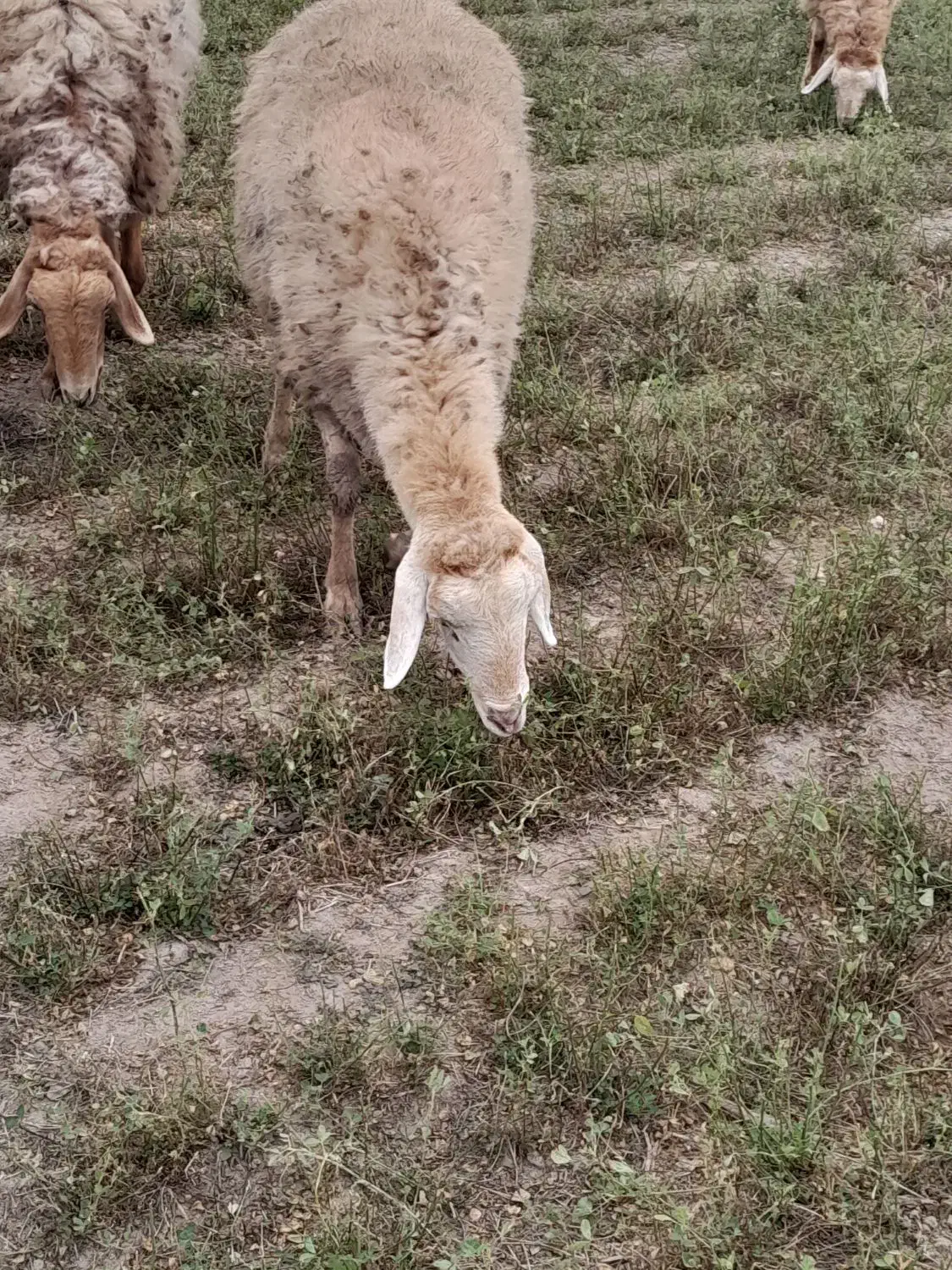 فروش شیشک برای قربانی یا دامازدخ|حیوانات مزرعه|قشلاق دشت, |دیوار