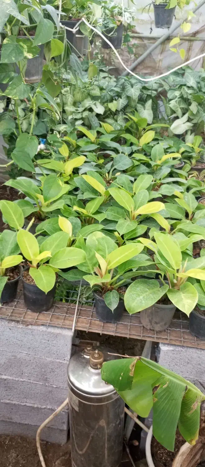 فروش گل فیل لند درون طلایی|گل و گیاه طبیعی|عباس‌آباد, |دیوار