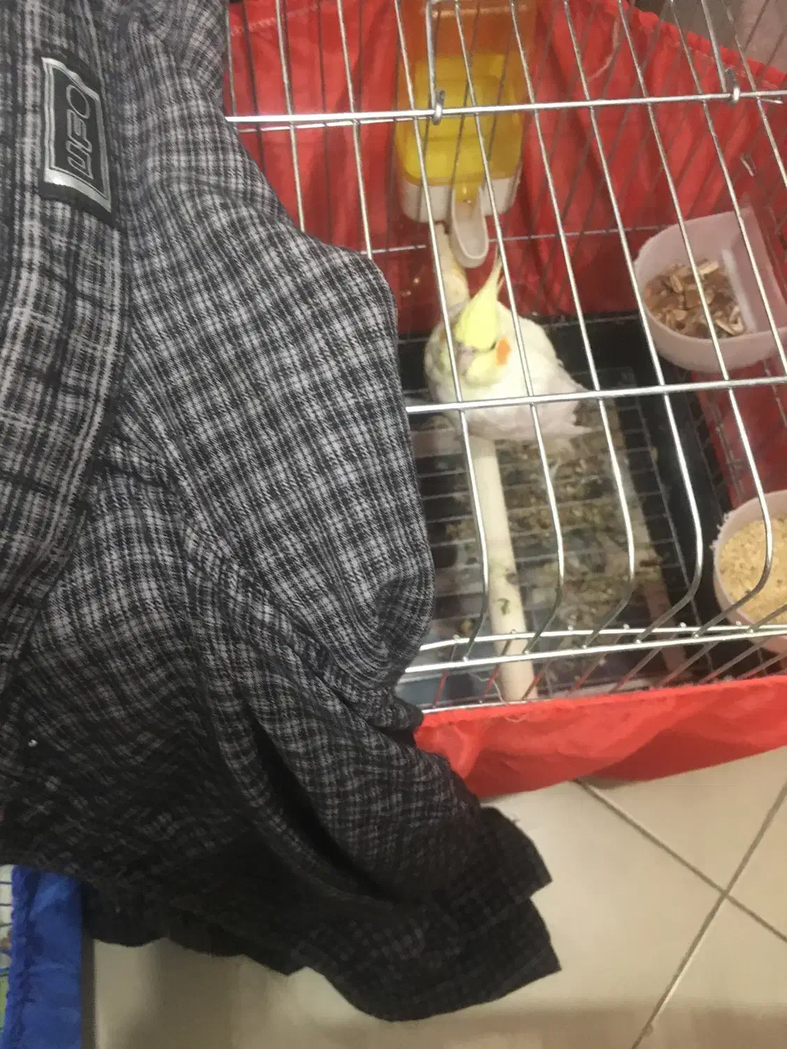 عروس هلندی نر + ماده دستی بهنراه قفس|پرنده|ری, فیروزآبادی|دیوار