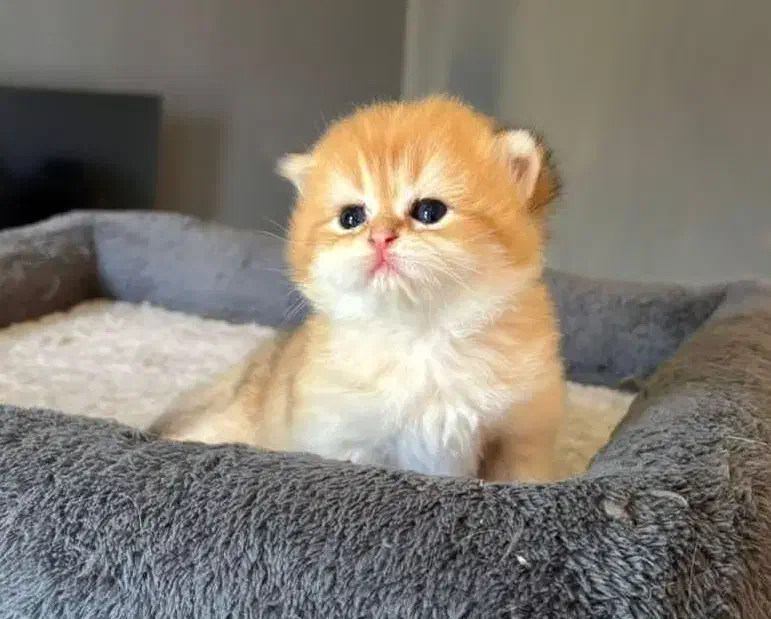 بچه گربه های گلد شعبه اصلی|گربه|بوشهر, |دیوار