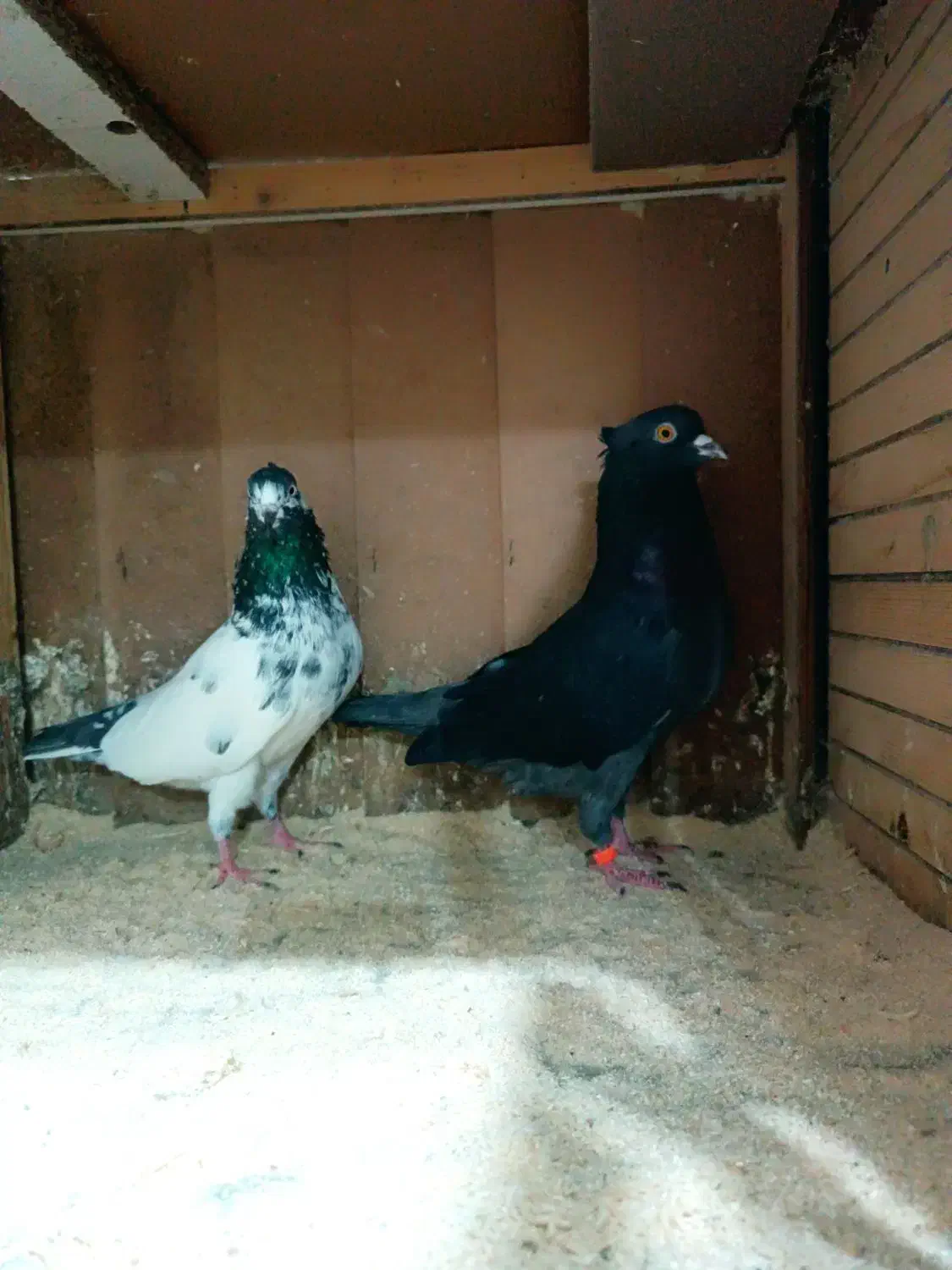 کبوترآسمان خراش|پرنده|رشت, دیلمان|دیوار