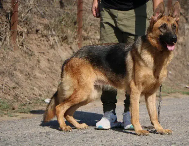 ژرمن ماده معاوضه با جوجه لاری ۶ تا ۹ ماه|سگ|رشت, یخسازی|دیوار