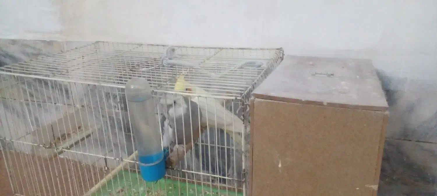 عروس هلندی جفت|پرنده|مشهد, کارگران|دیوار