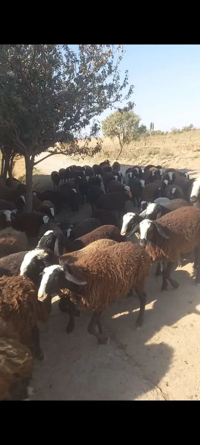 تعداد ۱۰۰رس بره ماده اصیل شال همه یک دست|حیوانات مزرعه|شال, |دیوار