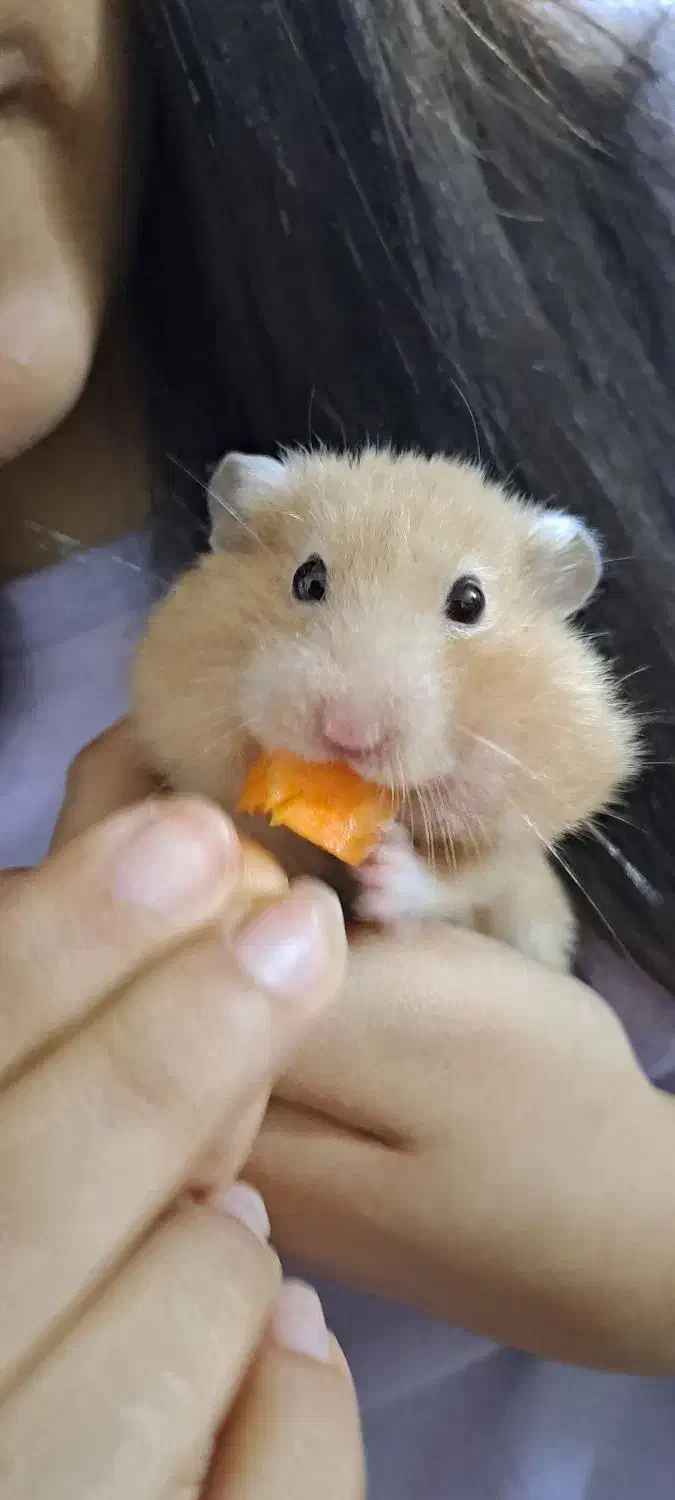 فروش 2عدد همستر نسکافه ای|موش و خرگوش|لنگرود, |دیوار