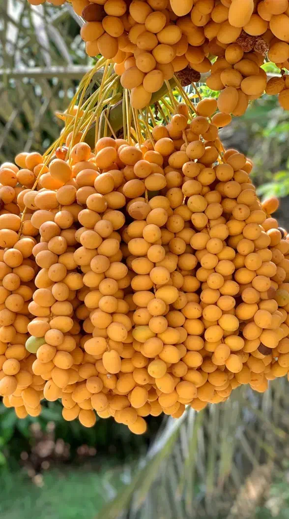 رطب و خرما برحی آبادان|خوردنی و آشامیدنی|قم, یزدان‌شهر|دیوار