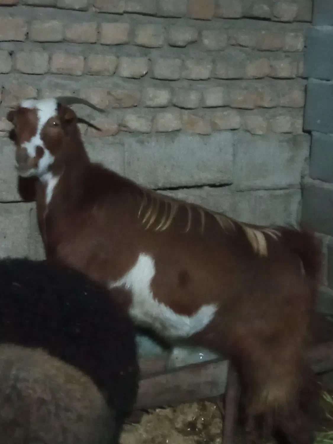 حیوان|حیوانات مزرعه|خان ببین, |دیوار