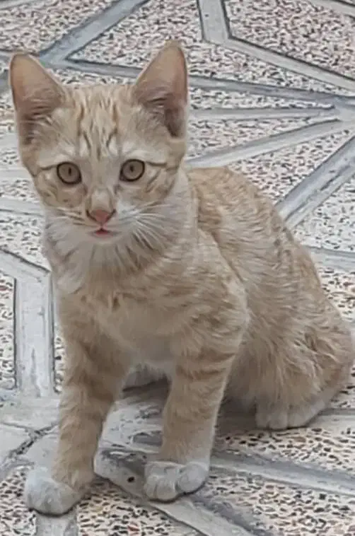 ۵ بچه گربه ملوس به همراه مادرشان واگذار می گردد|گربه|تهران, تختی|دیوار