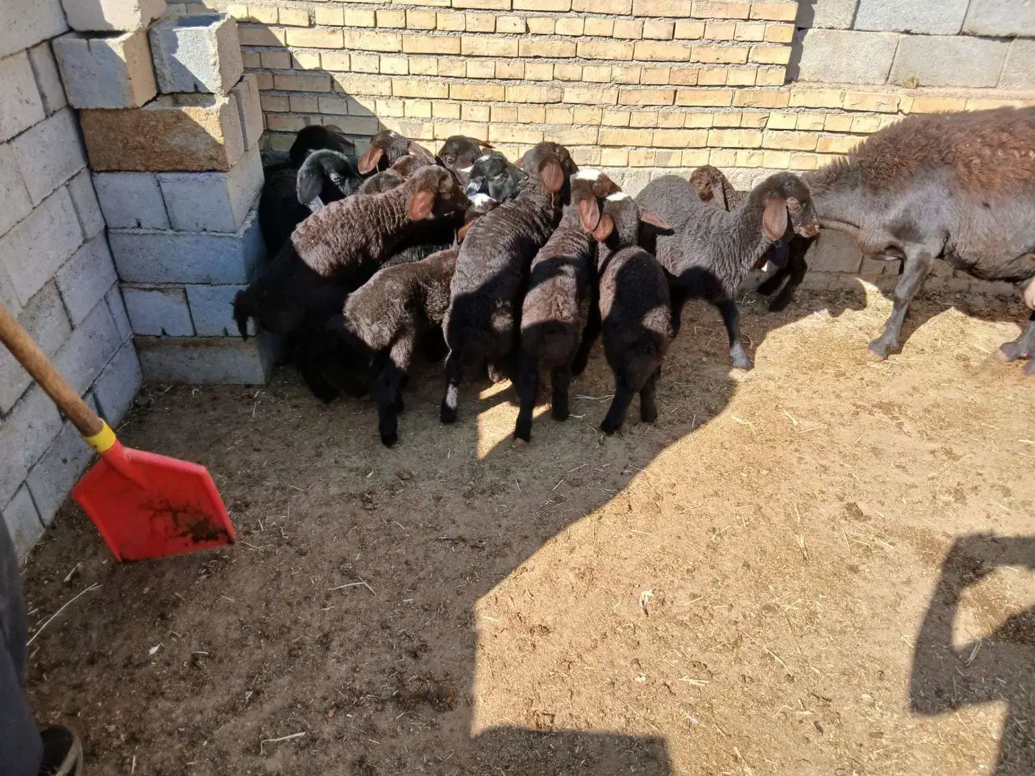 فروش گوسفند|حیوانات مزرعه|میاندوآب, |دیوار