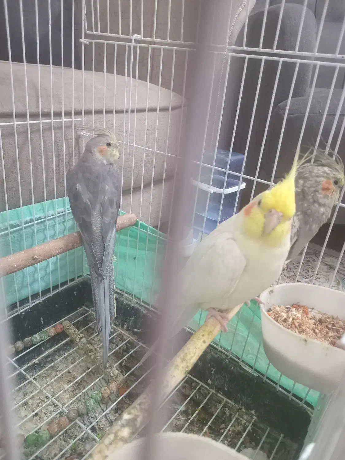 عروس هلندی نرو ماده و بچه ۷ ماهه|پرنده|قرچک, شهرک مهستان|دیوار