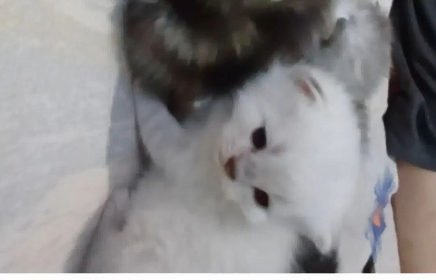 بچه گربه سفید|گربه|دماوند, گیلاوند|دیوار