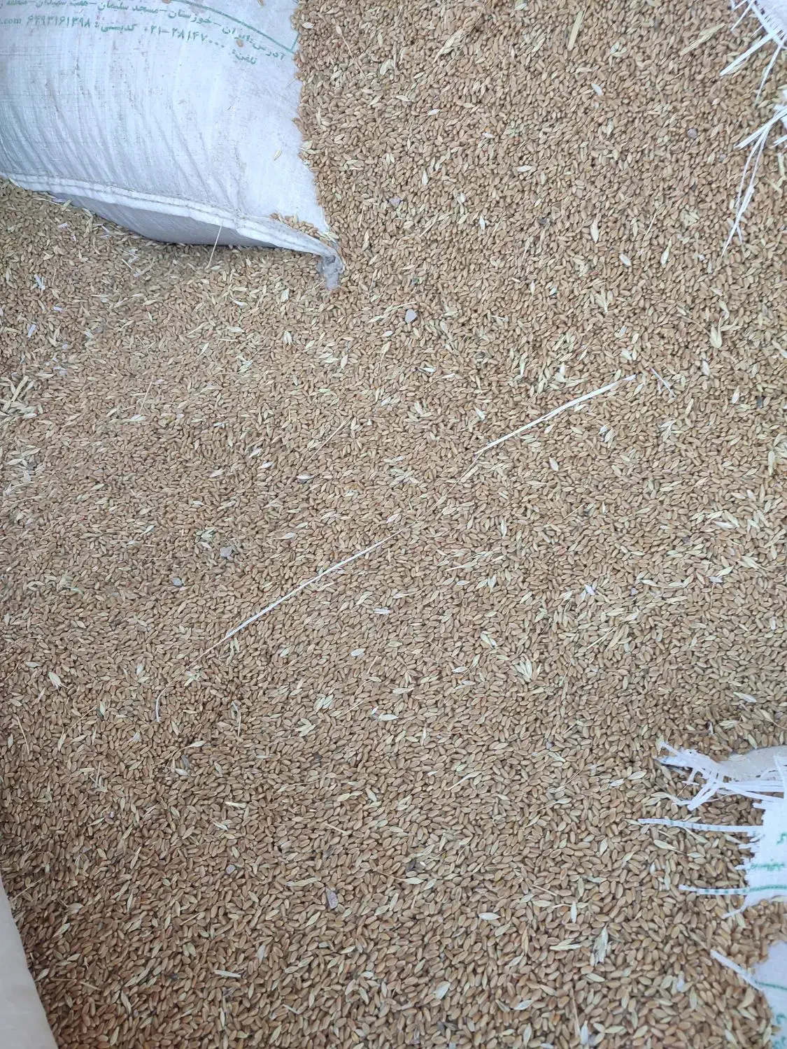 گندم|خوردنی و آشامیدنی|کارون, |دیوار