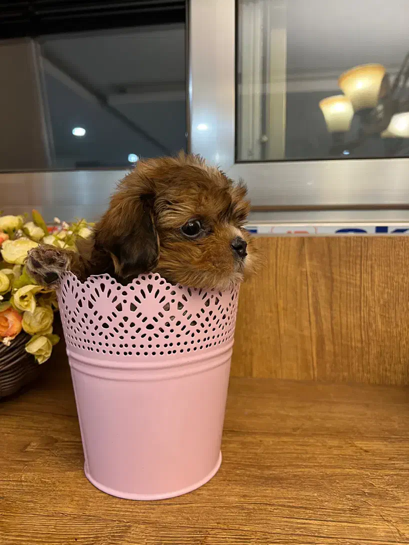 توله پاپی پامر خرسی|سگ|اصفهان, باغ کاران|دیوار