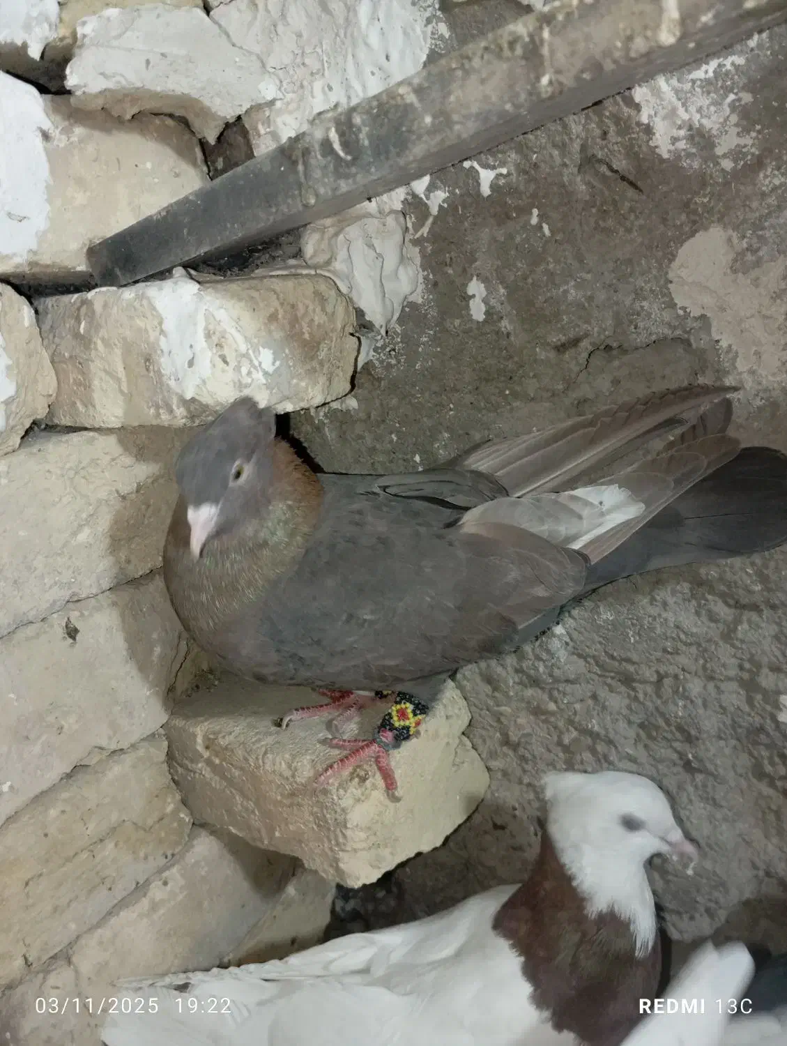 کفتر بهبونی|پرنده|شیراز, برمشور علیا|دیوار