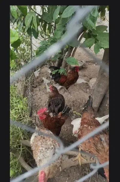 تعدادی مرغ و خروس|حیوانات مزرعه|دوگنبدان, |دیوار