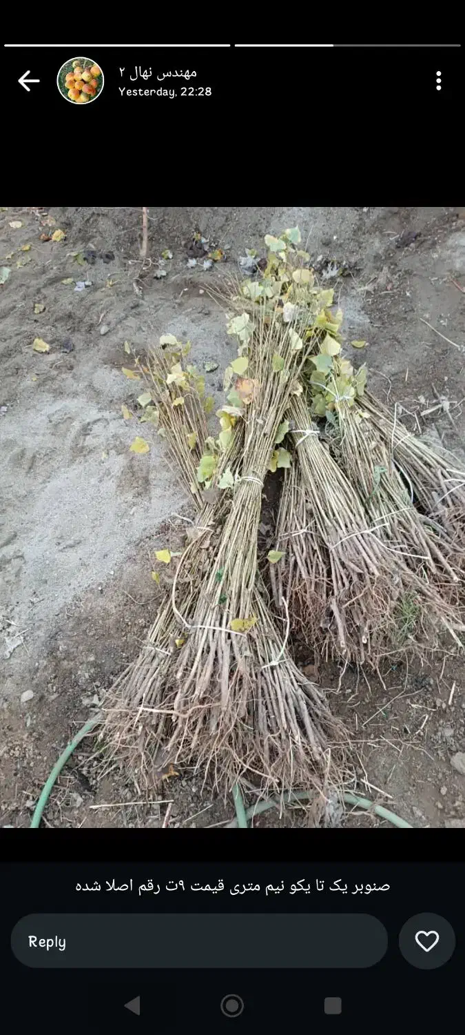 فروش نهال صنوبر تمرکز بر رشد سریع و سود آوری|خدمات باغبانی و درختکاری|رشت, نظری|دیوار