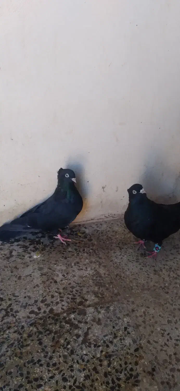 کبوتر|پرنده|بیستون, |دیوار