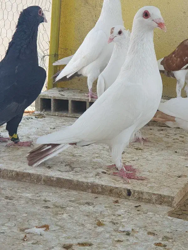 دمسرخ|پرنده|زاهدان, |دیوار
