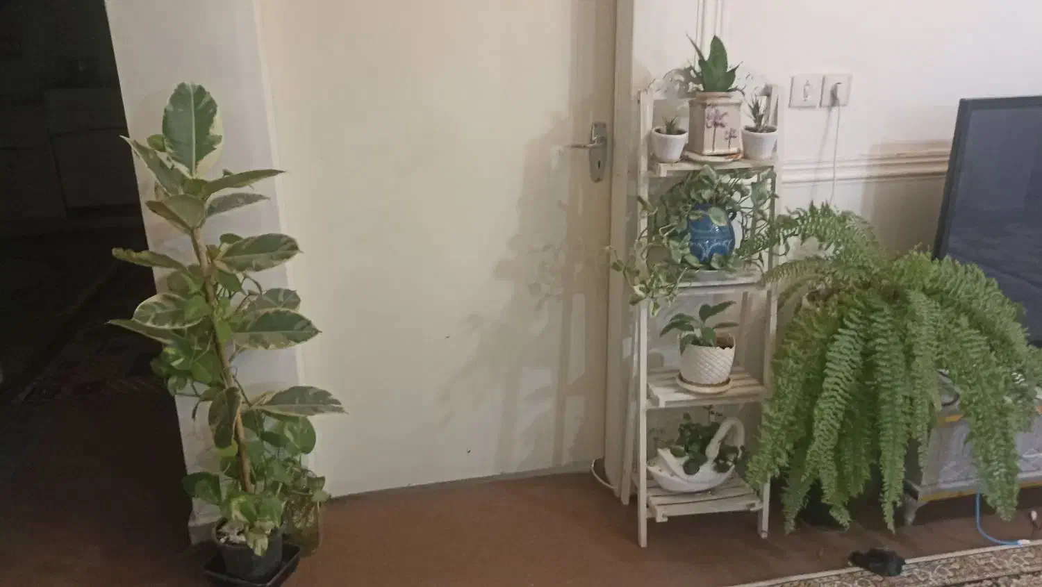 تعدای گل همگی با هم بفروش میرسد|گل و گیاه طبیعی|شاهین‌شهر, فردوسی|دیوار