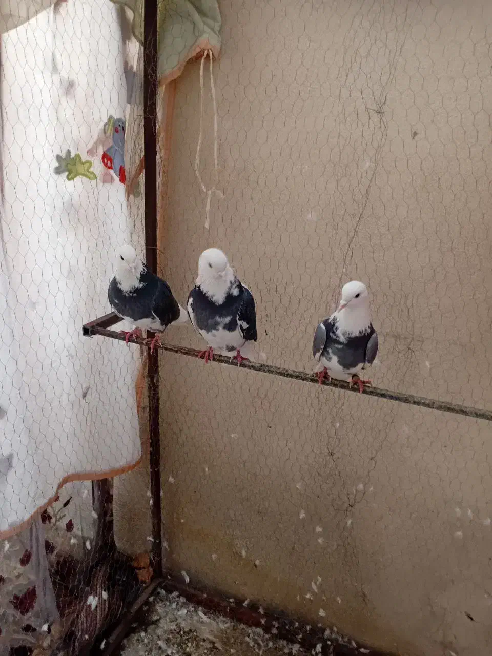 کفتر پرش اسمان|پرنده|بومهن, |دیوار