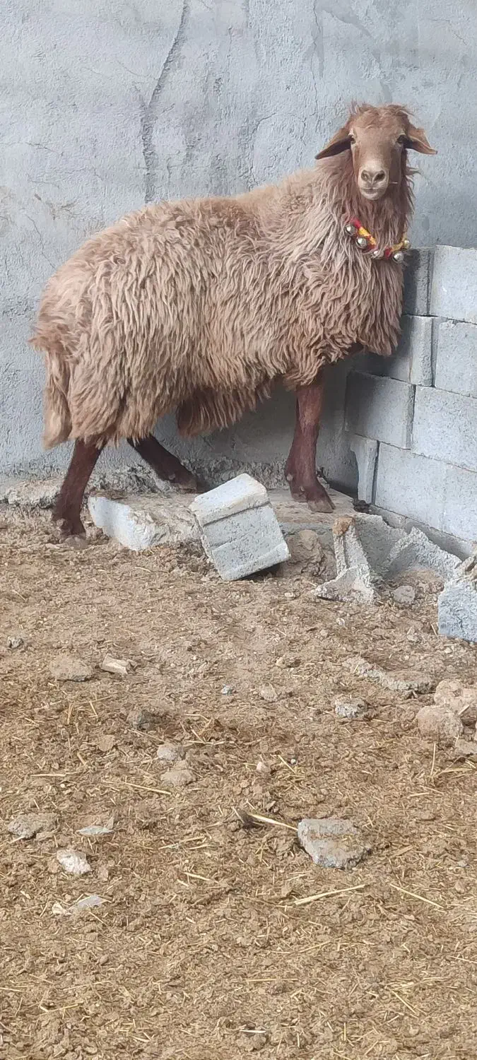 قوچ.میش.بز.بره|حیوانات مزرعه|نجف‌آباد, کهریزسنگ|دیوار