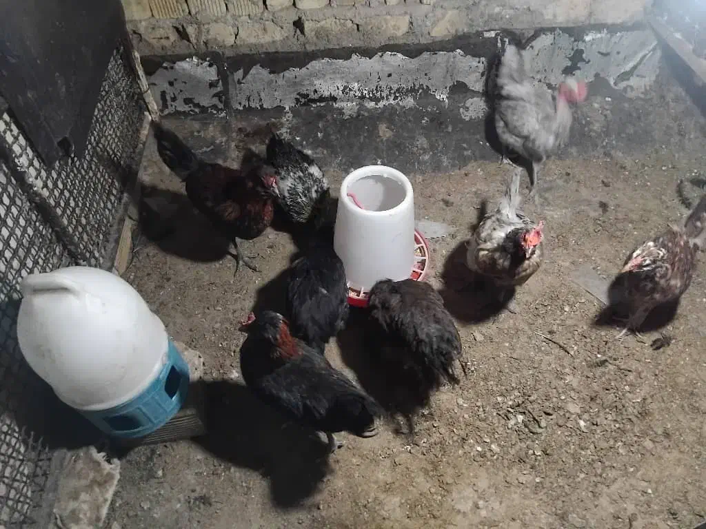 مرغ محلی|حیوانات مزرعه|شیراز, کوشک میدان|دیوار