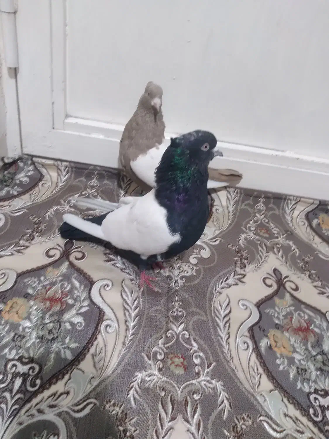 یکجفت گوینکلی ساری وقره|پرنده|ارومیه, |دیوار