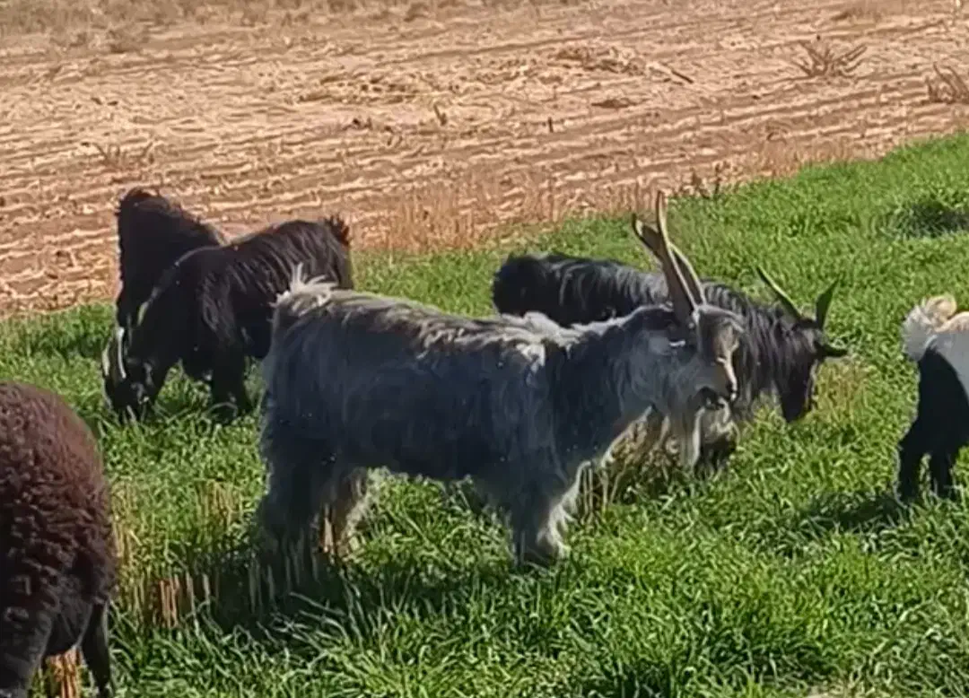 نربز چال ترکی|حیوانات مزرعه|مشهد, پنجتن|دیوار