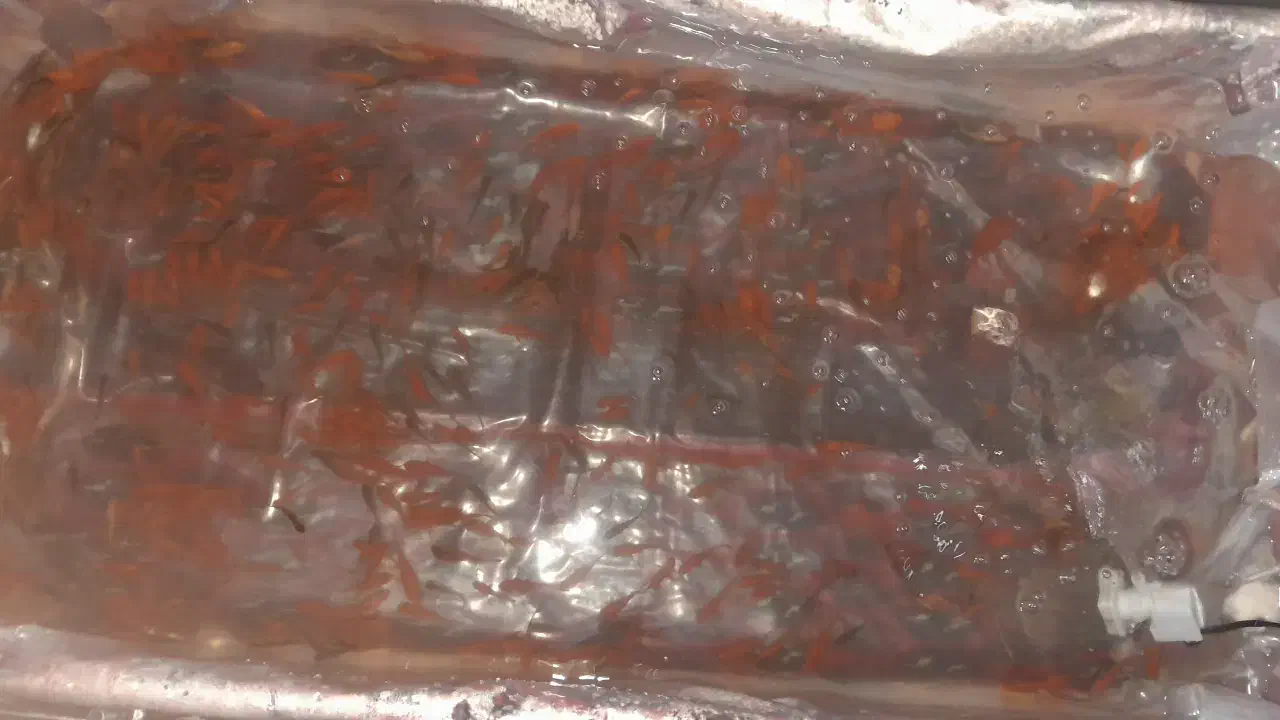 ماهی|ماهی|شاهرود, |دیوار