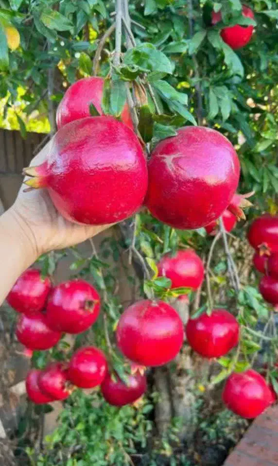 انار واندرگردو عناب یاس هلندی نهال درخت نهالستان|خدمات باغبانی و درختکاری|قم, بیست متری ولیعصر|دیوار