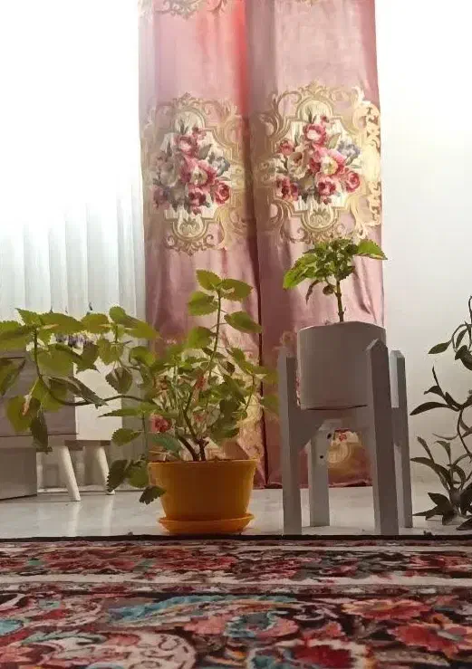 دستک پرده|پرده، رانر، رومیزی|مشهد, خواجه ربیع|دیوار