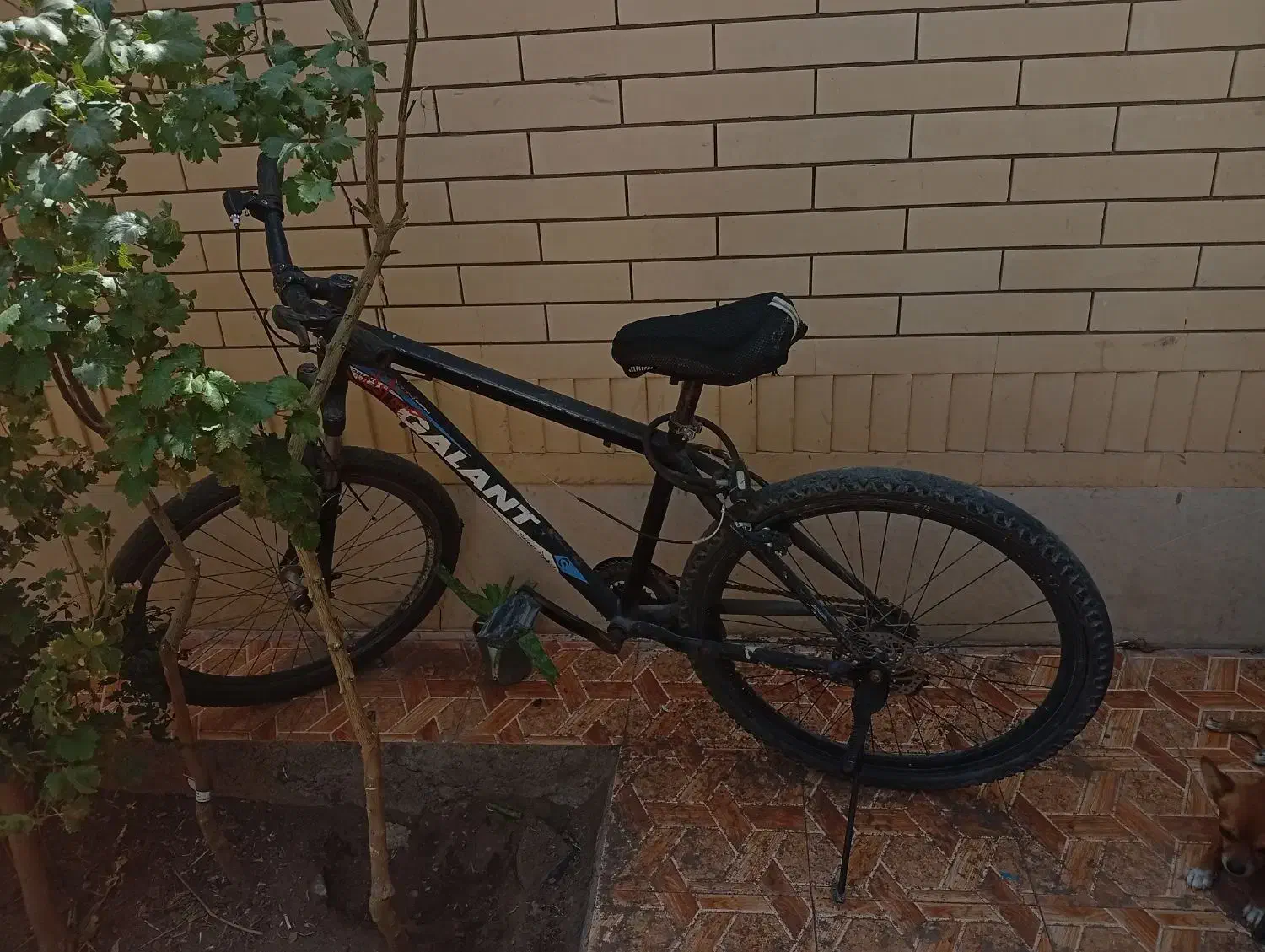 چرخ ۲۶گالانت|دوچرخه، اسکیت، اسکوتر|بم, |دیوار