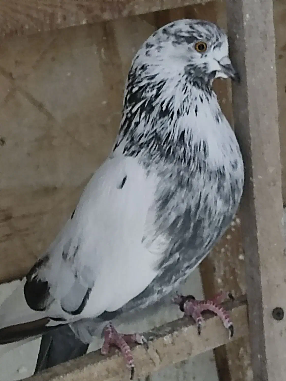 ماده های پروازی خوب|پرنده|رشت, معلولین|دیوار