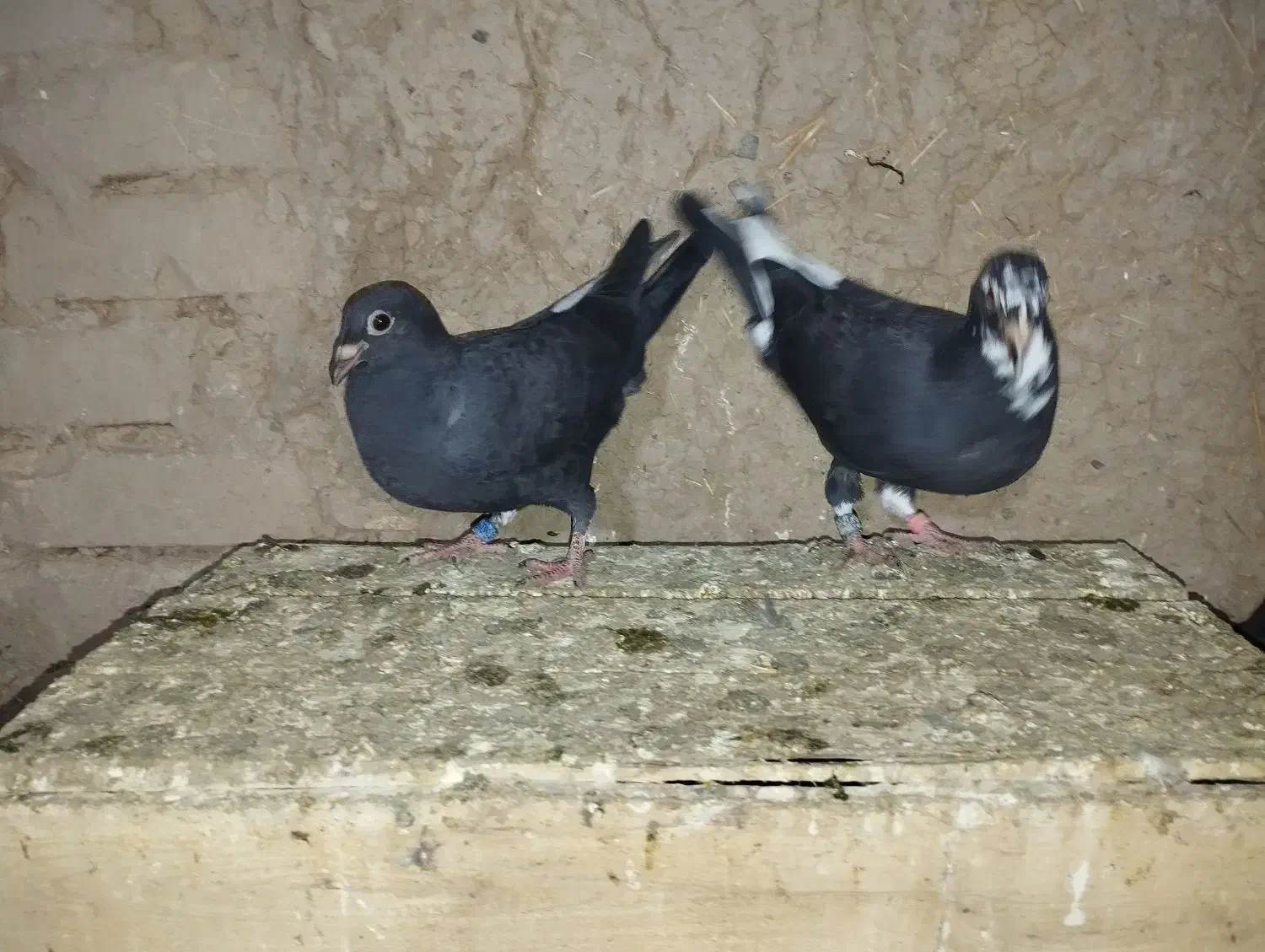 پلاکی|پرنده|بشاریات, |دیوار