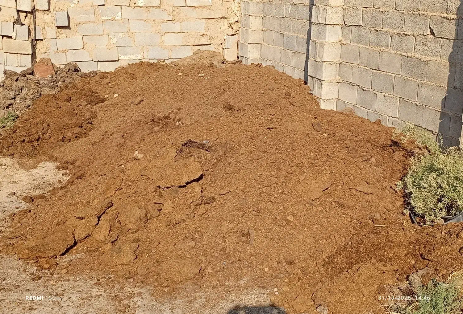 کود گاوی|گل و گیاه طبیعی|شوش, |دیوار