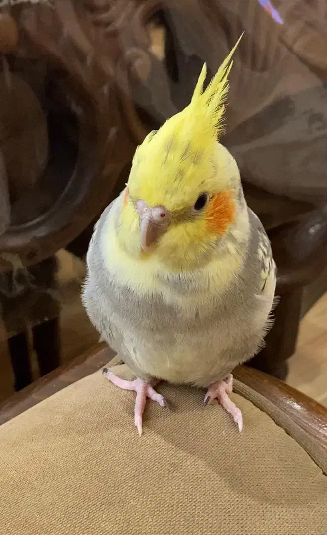 عروس هلندی مرواریدی|پرنده|رشت, پیرسرا|دیوار