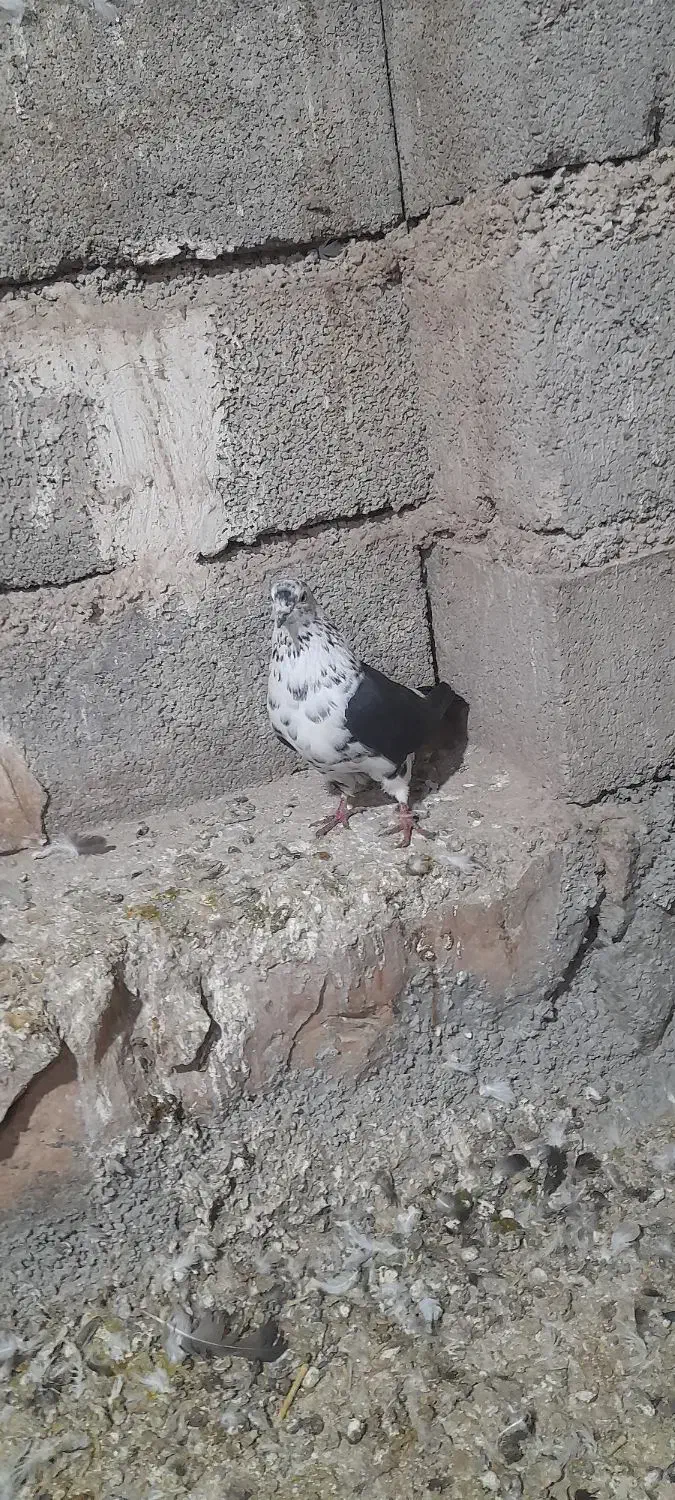 کبوتر|پرنده|کوهدشت, |دیوار