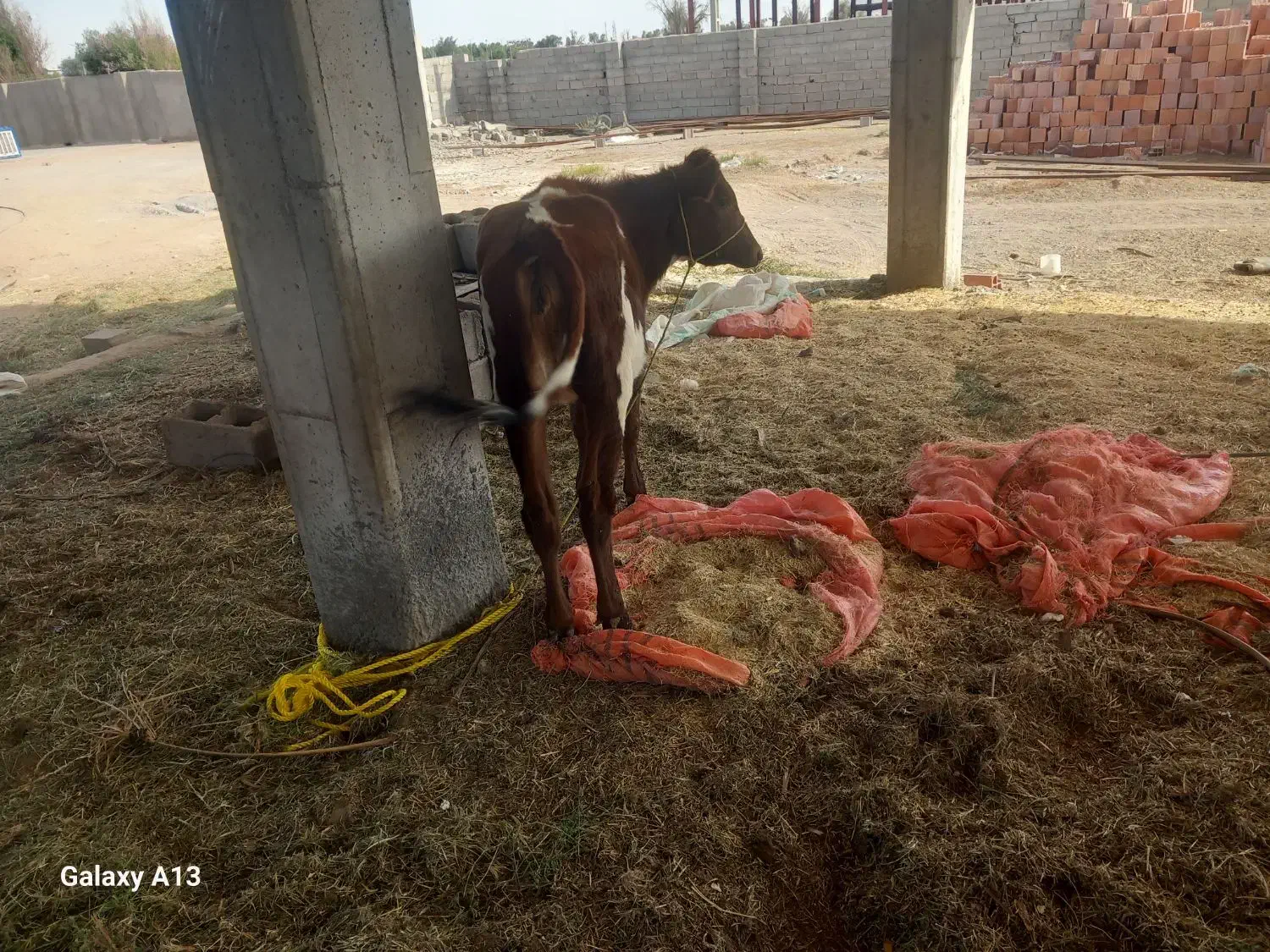 گاوفروشی|حیوانات مزرعه|بم, |دیوار