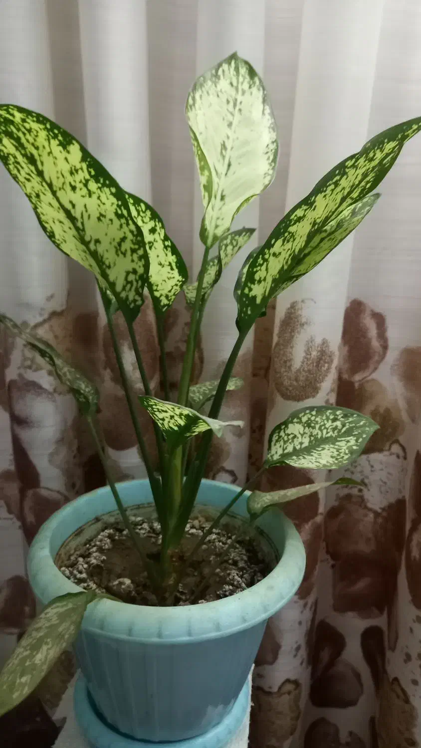 انواع گل فقط ۱۵تومن به علت کمبود جا|گل و گیاه طبیعی|واجارگاه, |دیوار