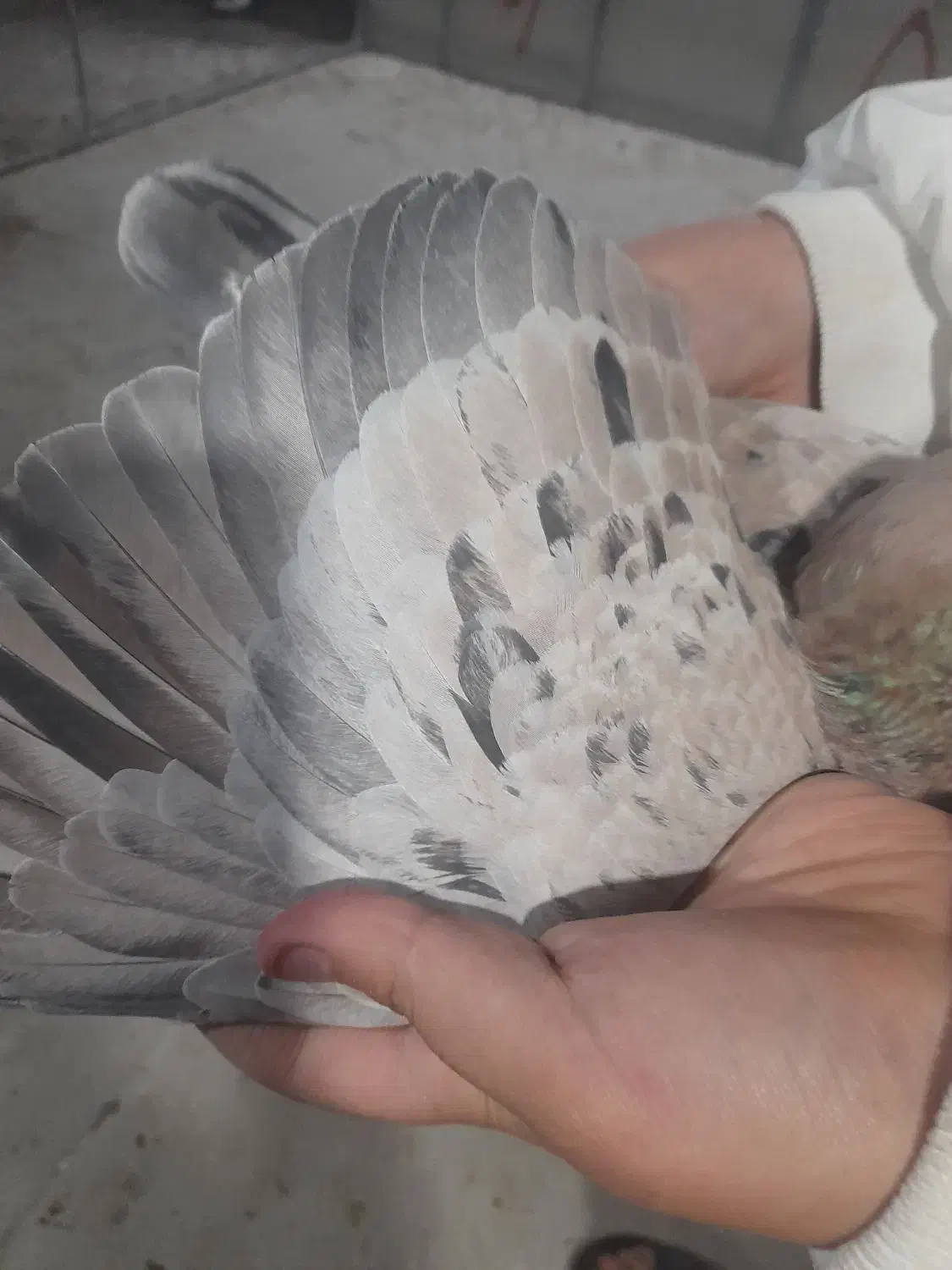 کفتر پرشی|پرنده|تهران, دبستان|دیوار